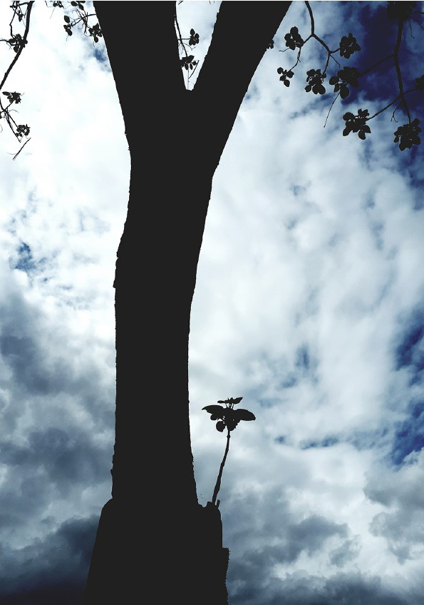 silhouette of tree against clouds, photo by Diyan Zora