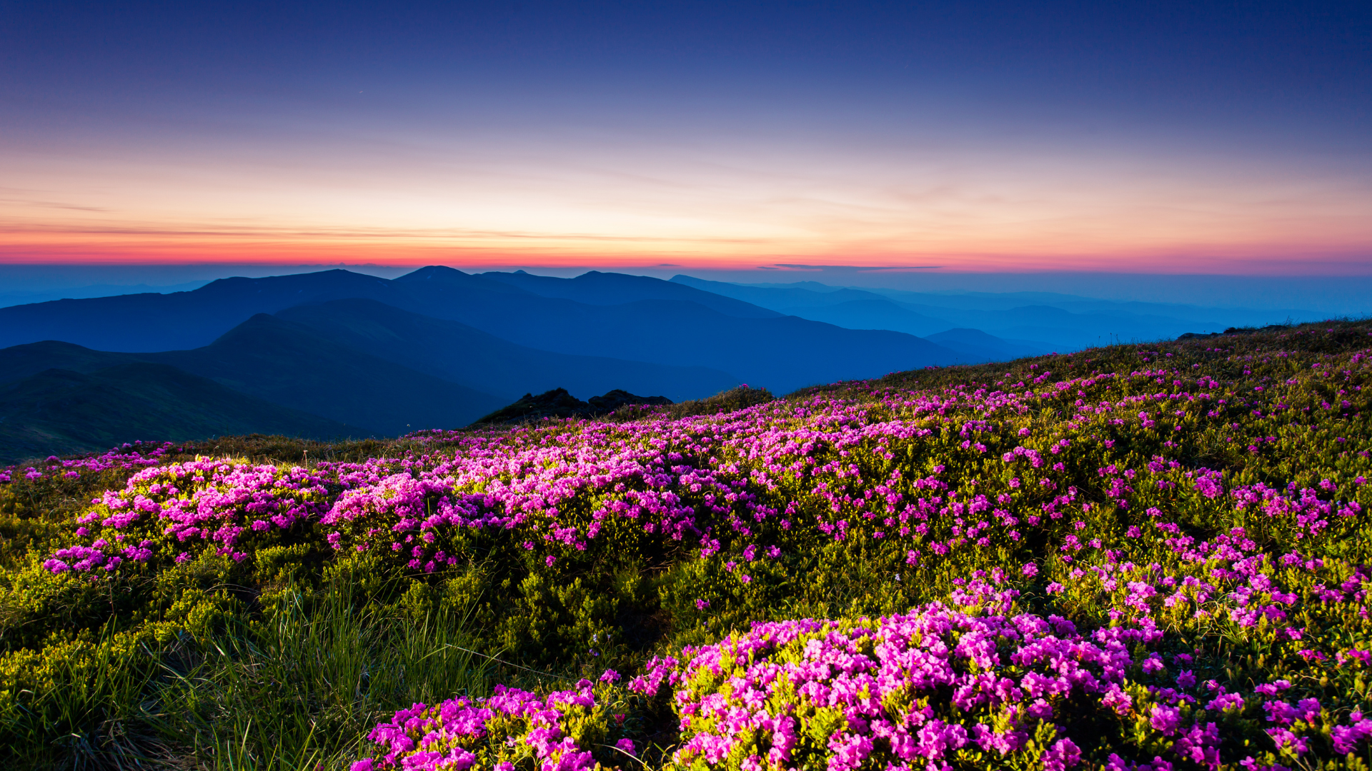 Spring wildflowers of the Blue Ridge mountains.