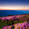 Spring wildflowers of the Blue Ridge mountains.