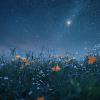 Lyric Under the Stars!